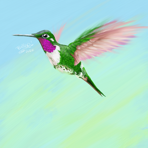 Hummingbird by Bill Lee